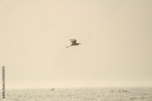single white crane bird standing or searching or fishing on the beach in the morning at Chennai besant nagar Elliot s beach
