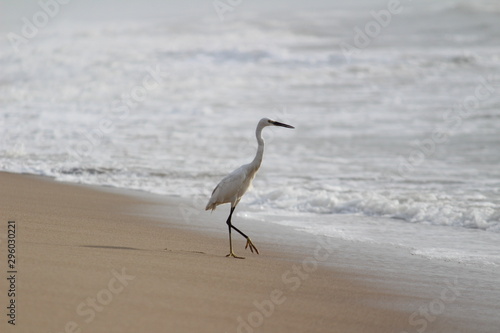 single white crane bird standing or searching or fishing on the beach in the morning at Chennai besant nagar Elliot's beach © balamurugan