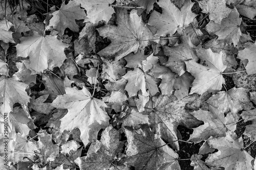 Ahorn Herbst Laub schwarz-weiss