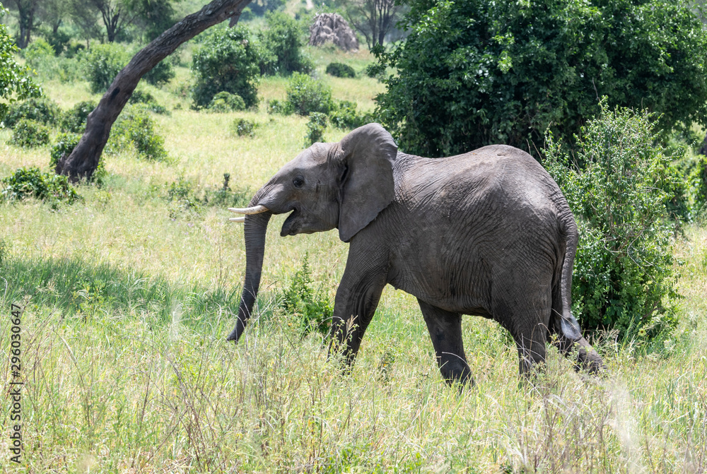 Naklejka premium Elephants with baby