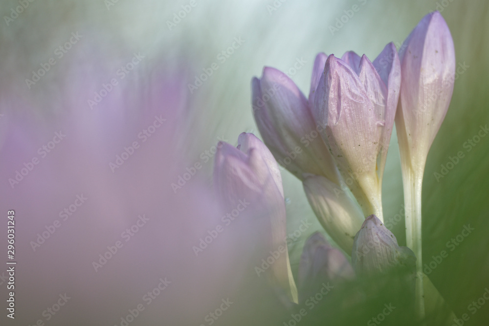 Obraz premium Herbstzeitlose