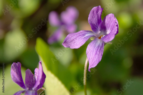 wild violet