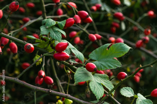 Rosa canina fruit. Rosehip bush in October. The rose hip in autumn. Berries on a bush. photo