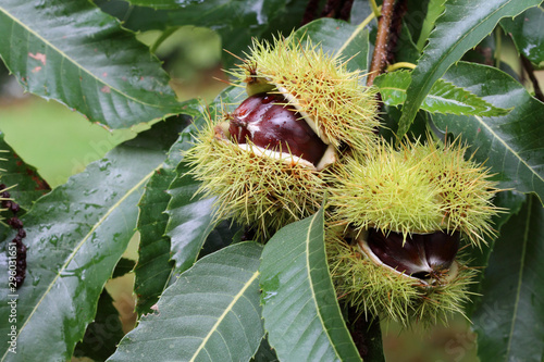 Edible chestnut fruits on the chestnut tree in the autumn photo