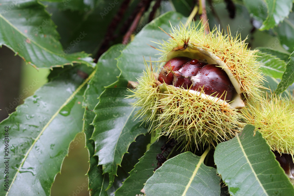 Chestnuts on the chestnut tree in the forest. Chestnuts on the chestnut tree in the forest.