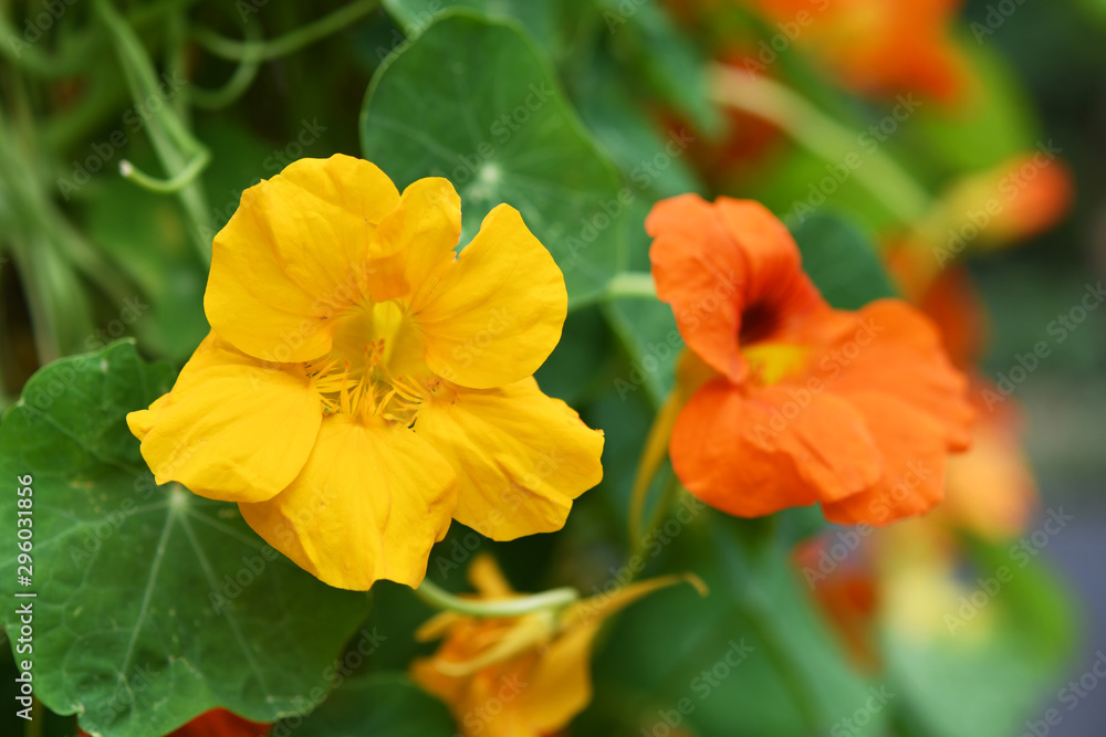 黄色とオレンジ色の花