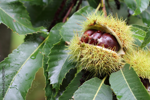 Fotografie Chestnuts on the chestnut tree in the forest.