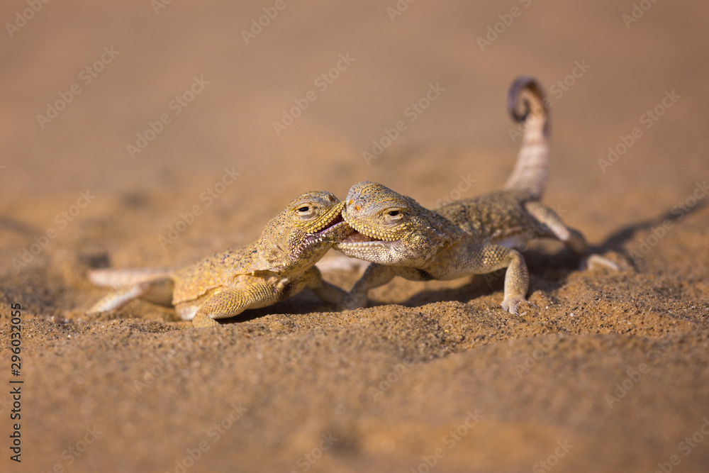 The battle of two lizards The battle of two lizards
