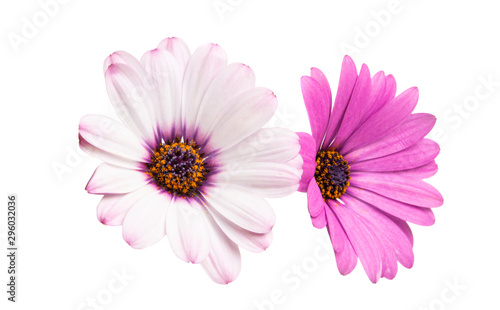 Osteosperumum Flower Daisy Isolated