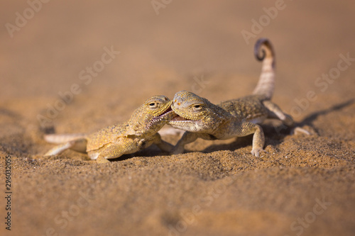  The battle of two lizards