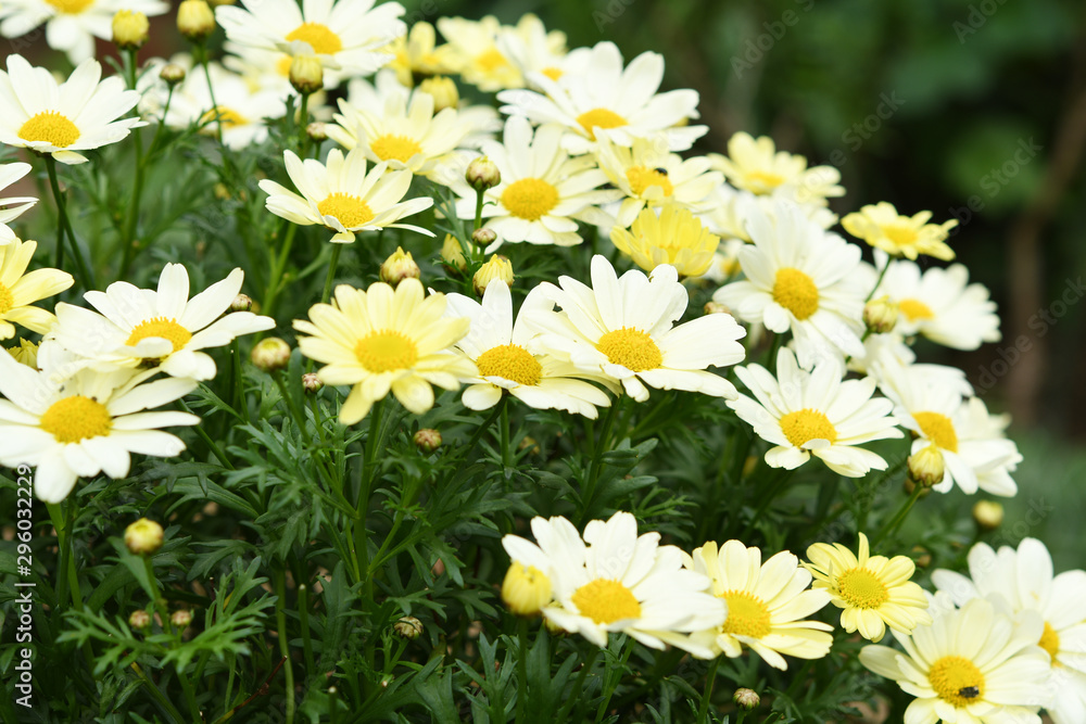 Fototapeta premium 黄色の花
