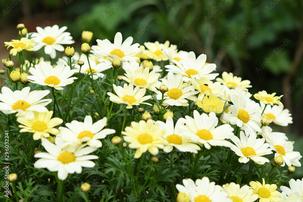 Fototapeta premium 黄色の花
