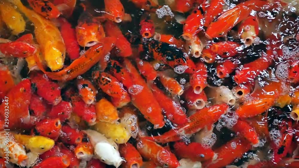 Large group of koi crap or fancy crap in the pond or aquarium is swimming. Fish are scrambling and huddling for food feeding with wide mouth. Slow motion footage in top view. Large group of koi crap or fancy crap in the pond or aquarium is swimming. Fish are scrambling and huddling for food feeding with wide mouth. Slow motion footage in top view.