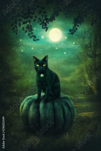 Black cat on the pumpkin photo