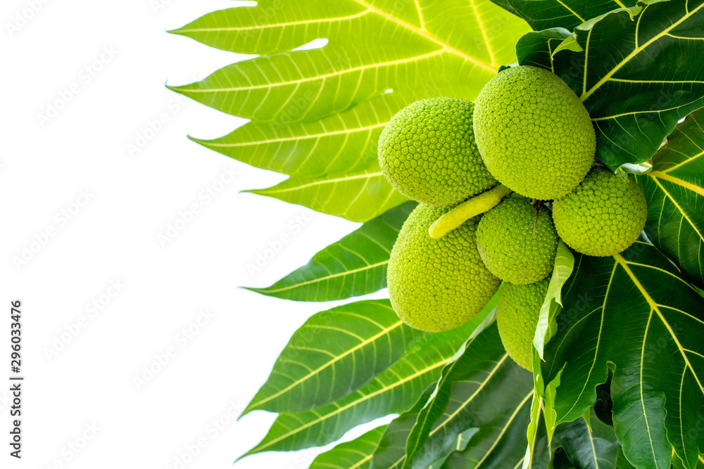 Bunch of breadfruit (known as bread nut, Artocarpus altillis) and green leaves isolated on white