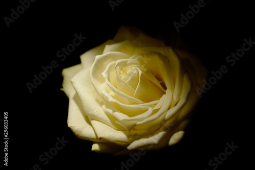 a beautiful yellow rose with black background