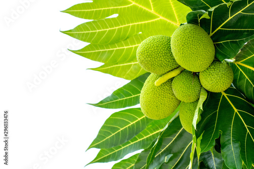 Bunch of breadfruit (known as bread nut,  Artocarpus altillis)  and green leaves isolated on white background.  Properties as Sake,prevention of memory loss or Alzheimer. Natural herbal plant concept. photo