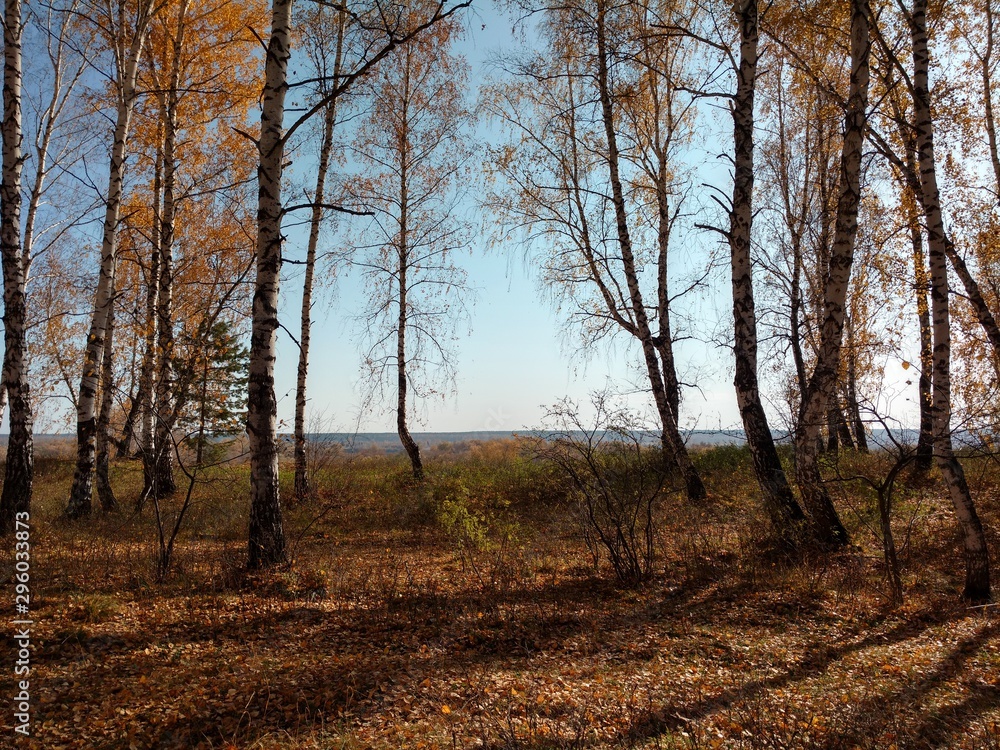 Obraz premium forest in autumn