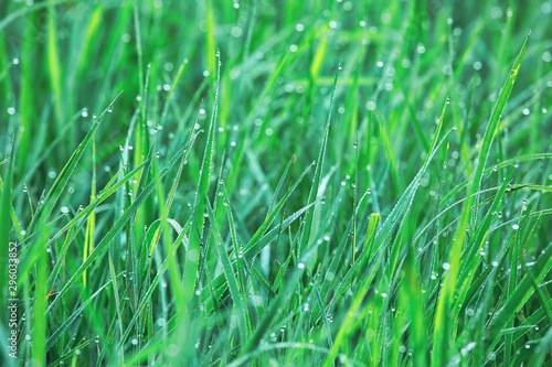 Dew in green grass in the early morning sun