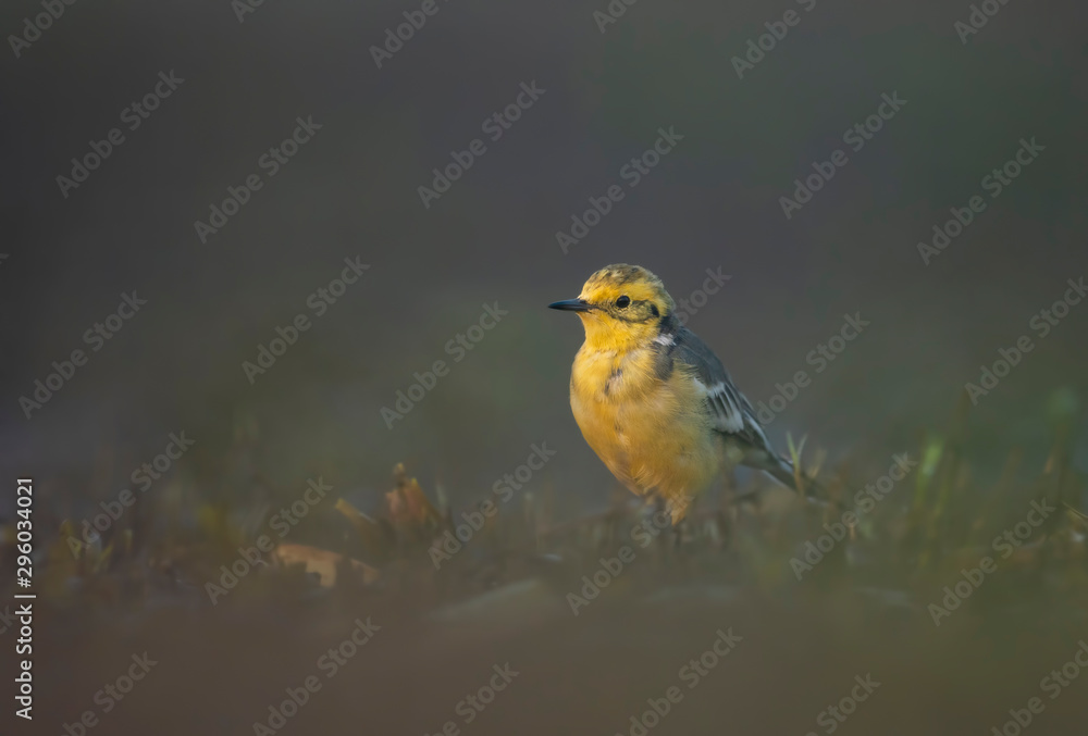 Obraz premium The Citrine wagtail in serach of food in wetland