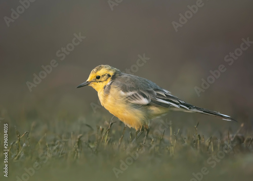 The Citrine wagtail in serach of food in wetland