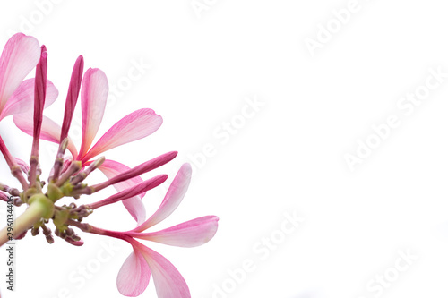 Sweet pink Plumeria Frangipani flowers isolated on white background.Selective focus.