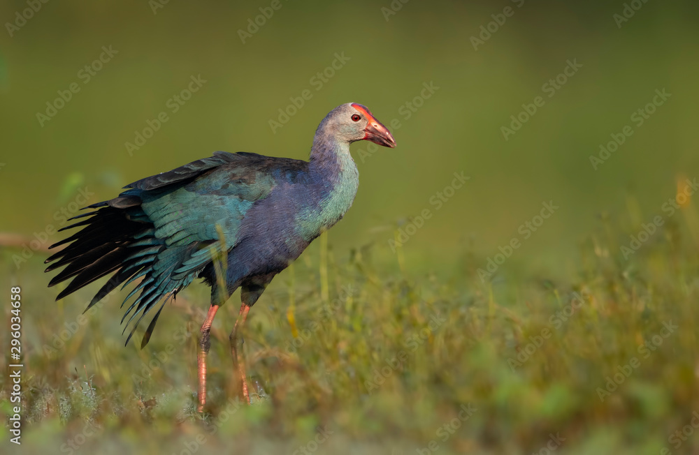 Obraz premium Grey-headed swamphen