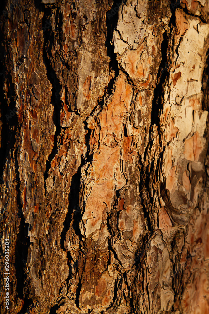 Close-up Background of pine trees' bark at sunset in the forest. Wooden background concept. Close-up Background of pine trees' bark at sunset in the forest. Wooden background concept.