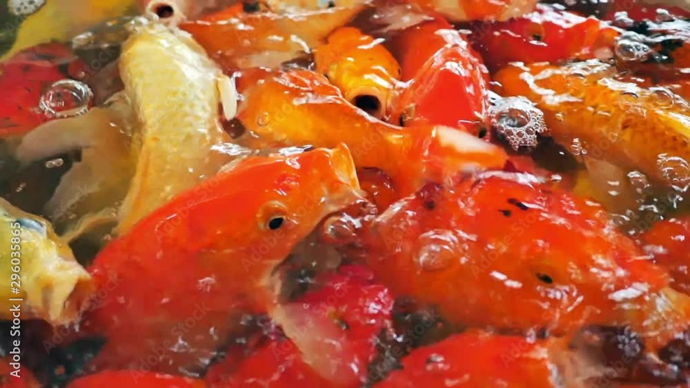 Close up group of koi fish or fancy crap swimming in water and waiting to feed with wide mouth. Slow motion of fish footage. Close up group of koi fish or fancy crap swimming in water and waiting to feed with wide mouth. Slow motion of fish footage.