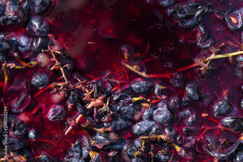 Fotografie Wine material, grape juice - must, stum, maun