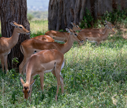 Fototapeta Naklejka Na Ścianę i Meble -  Antelope impala