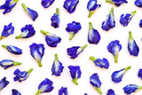 Butterfly pea or blue pea, clitoria ternatea seamless pattern texture background. 