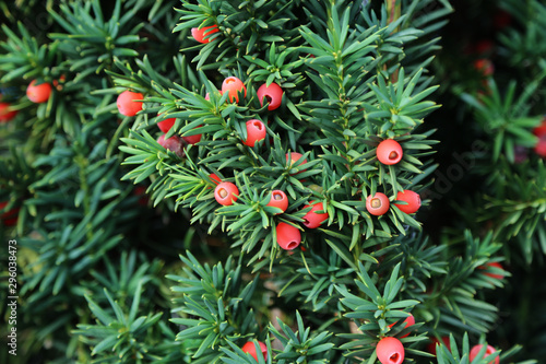 Obraz na płótnie Taxus baccata European yew is conifer shrub
