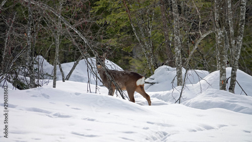 a young roebuck is standing in snow