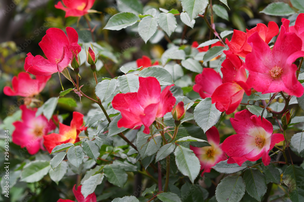 赤色のバラの花 赤色のバラの花