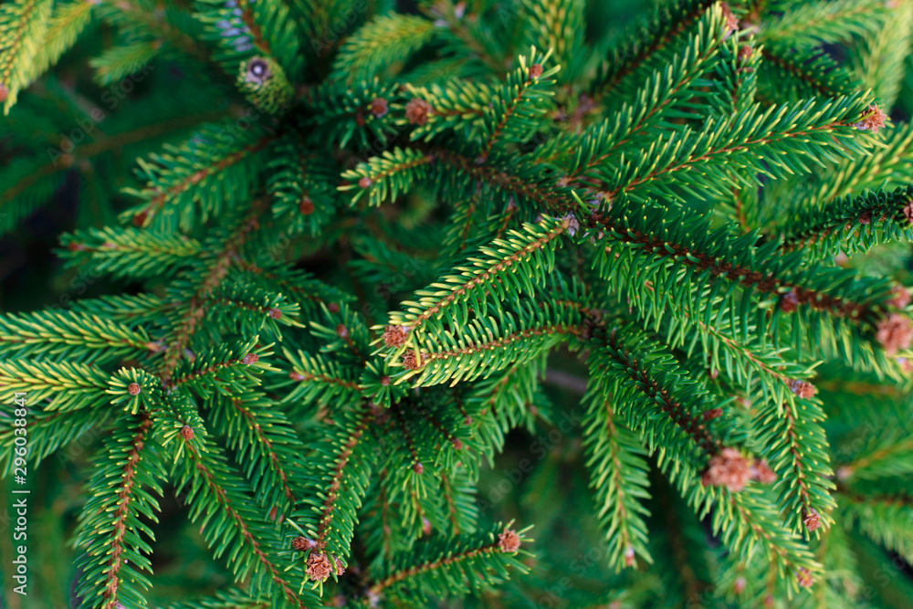 Natural spruce branches, soft focus.