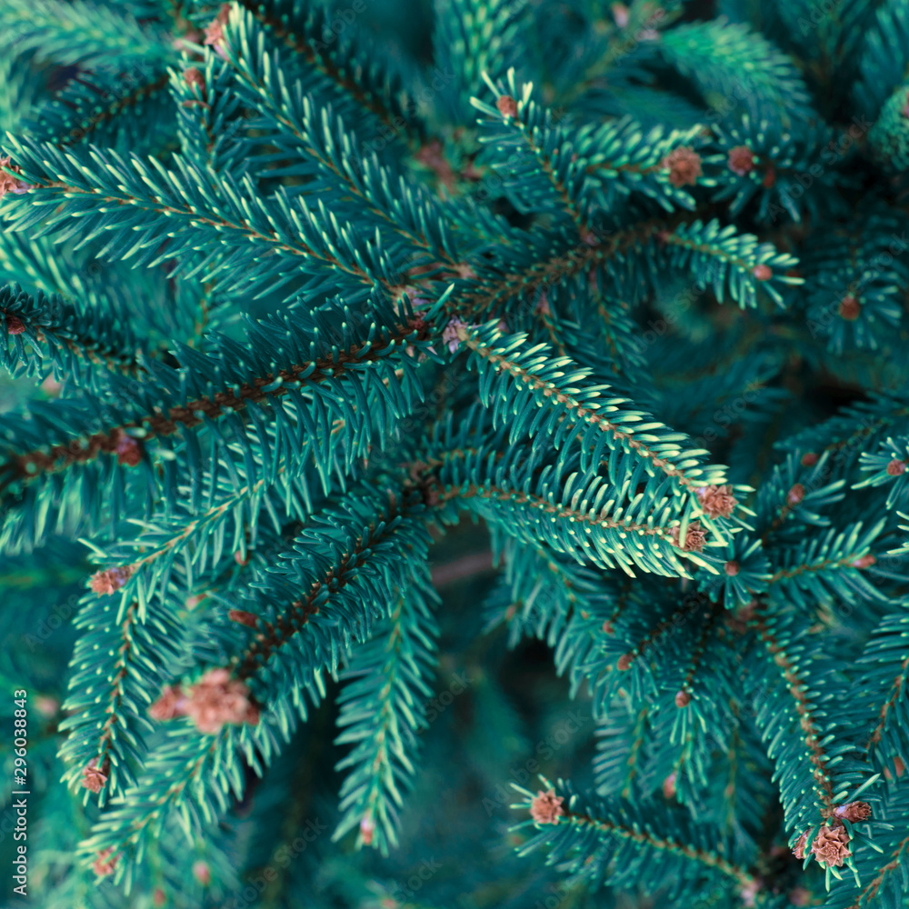 Natural coniferous Christmas background, toned.