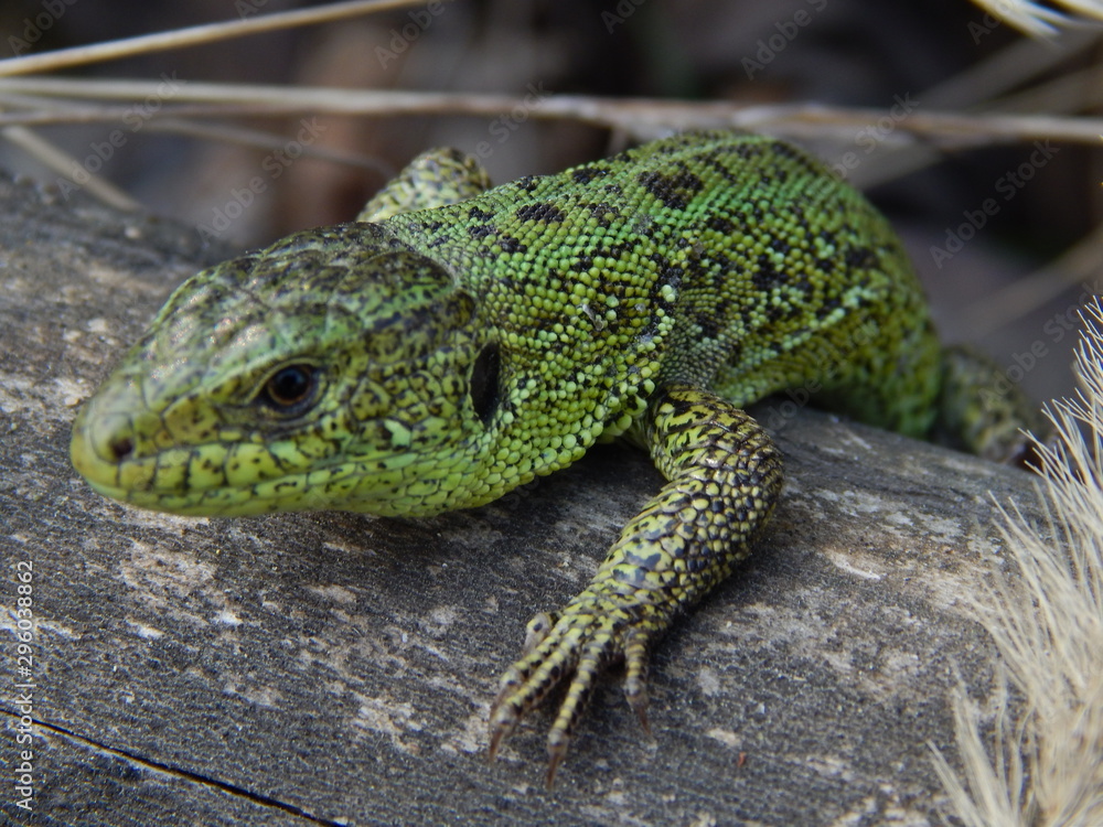 Naklejka premium green lizard