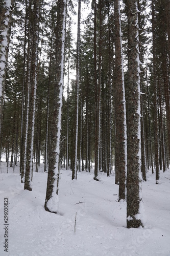 fresh snowed in spruce forest