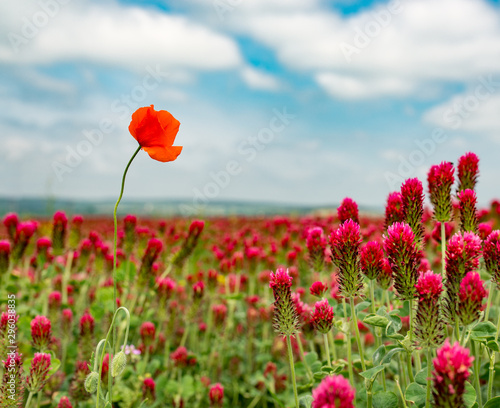 Fototapeta Naklejka Na Ścianę i Meble -  red poppy flower in clover field