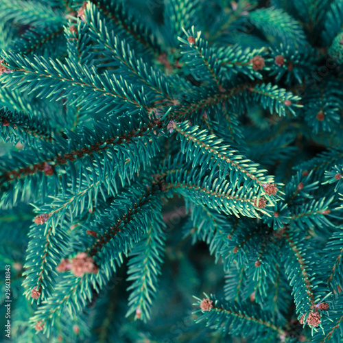 Natural coniferous Christmas background, toned.
