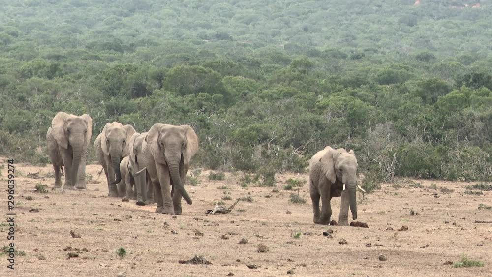 African elephant (Loxodonta africana) family walking in line, towards camera. Addo National Park African elephant (Loxodonta africana) family walking in line, towards camera. Addo National Park