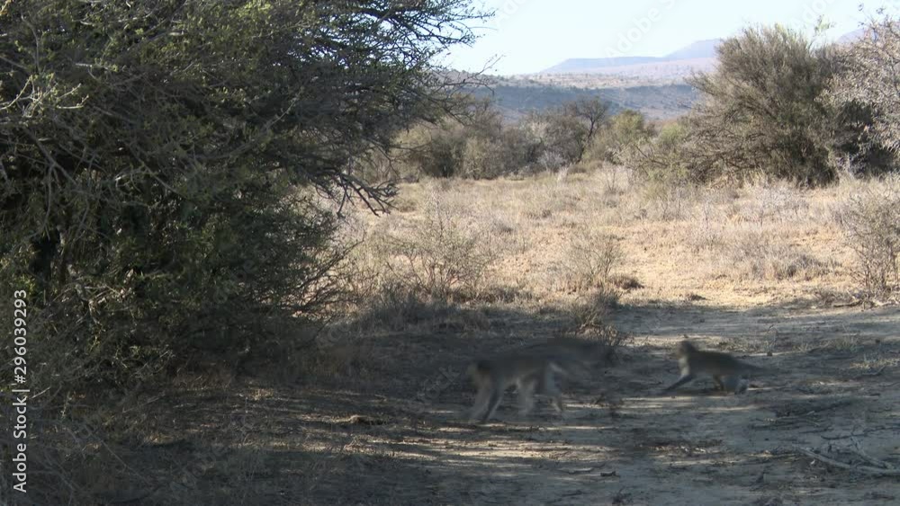 Vervet monkeys (Ceropithecus aethiops) warming up in early morning sunlight, juveniles playing on the ground at Mountain Zebra N.P. South-Africa. Vervet monkeys (Ceropithecus aethiops) warming up in early morning sunlight, juveniles playing on the ground at Mountain Zebra N.P. South-Africa.