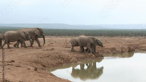 African elephant (Loxodonta africana)  family walking towards others allready drinking at a waterhole, Addo National Park photo