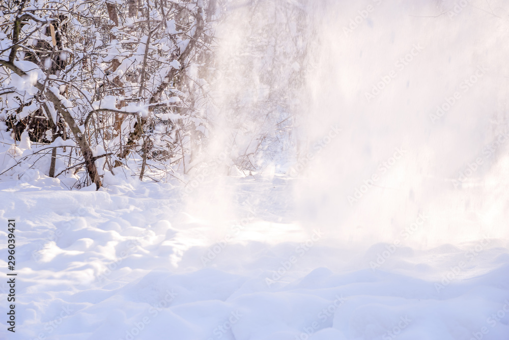 falling snow from the trees illuminated by the bright sun falling snow from the trees illuminated by the bright sun