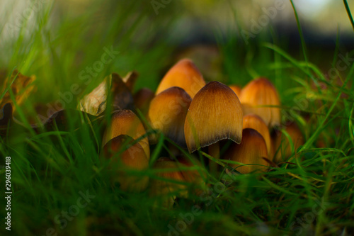 Mushrooms at the green grass in the forest at autumn. Good luck symbol. 