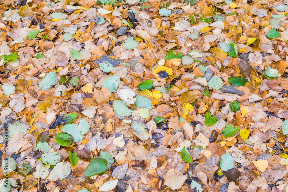 The autumn background or texture of birch, elm, poplar, maple and alder leaves of brown, yellow, red, orange colores on the asphalt pavement in the forest on in the park way after rain The autumn background or texture of birch, elm, poplar, maple and alder leaves of brown, yellow, red, orange colores on the asphalt pavement in the forest on in the park way after rain