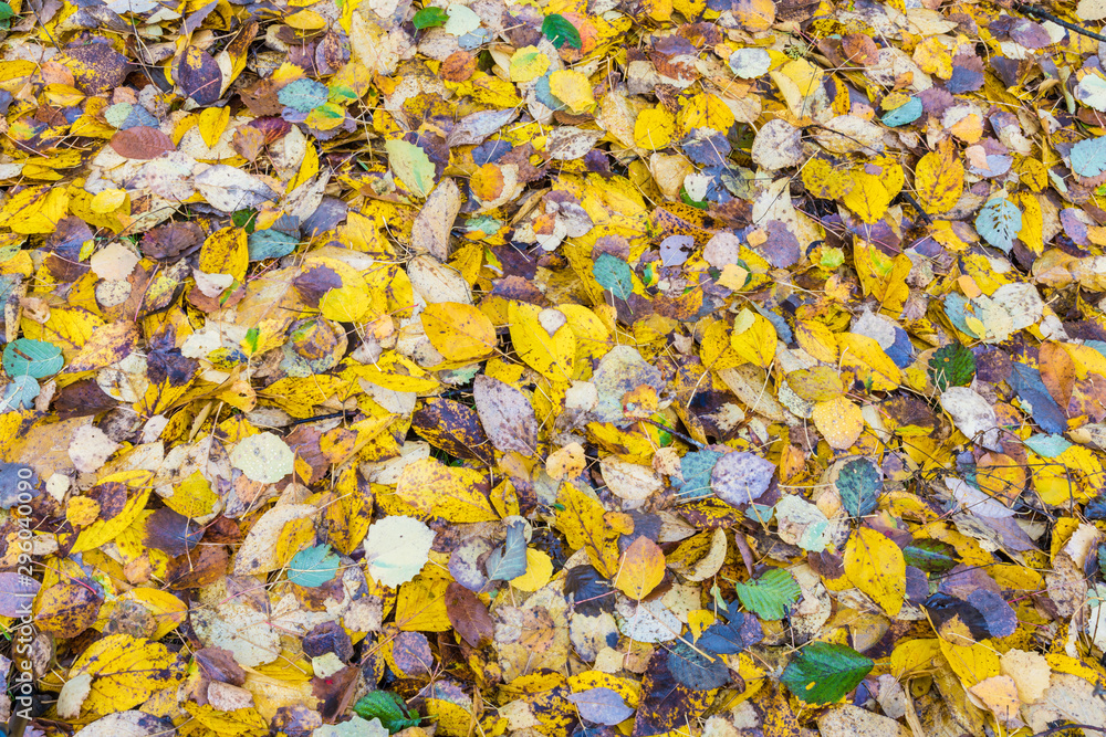 The autumn background or texture of birch, elm, poplar, maple and alder leaves of brown, yellow, red, orange colores on the asphalt pavement in the forest on in the park way after rain