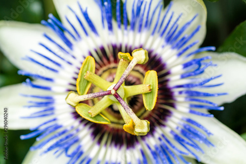 macro photograph of a passion flower blossom and vine photo