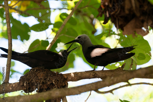 brown noddy bird cousin island seychelles photo